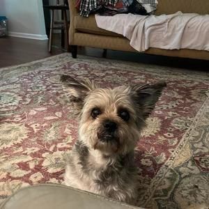 Meet your Posher, Ginger